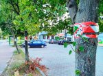 Protest przeciwko wycince drzew w Starachowicach 